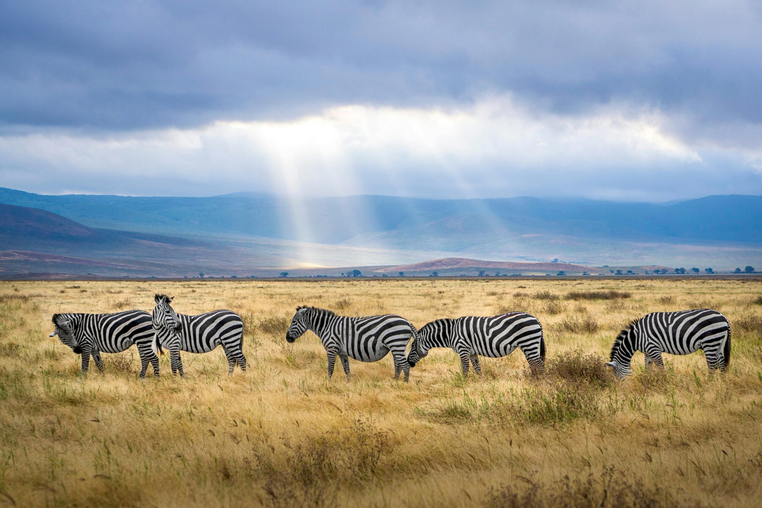 ngorongoro