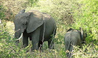 Wildlife in Ngorongoro Crater Tanzania