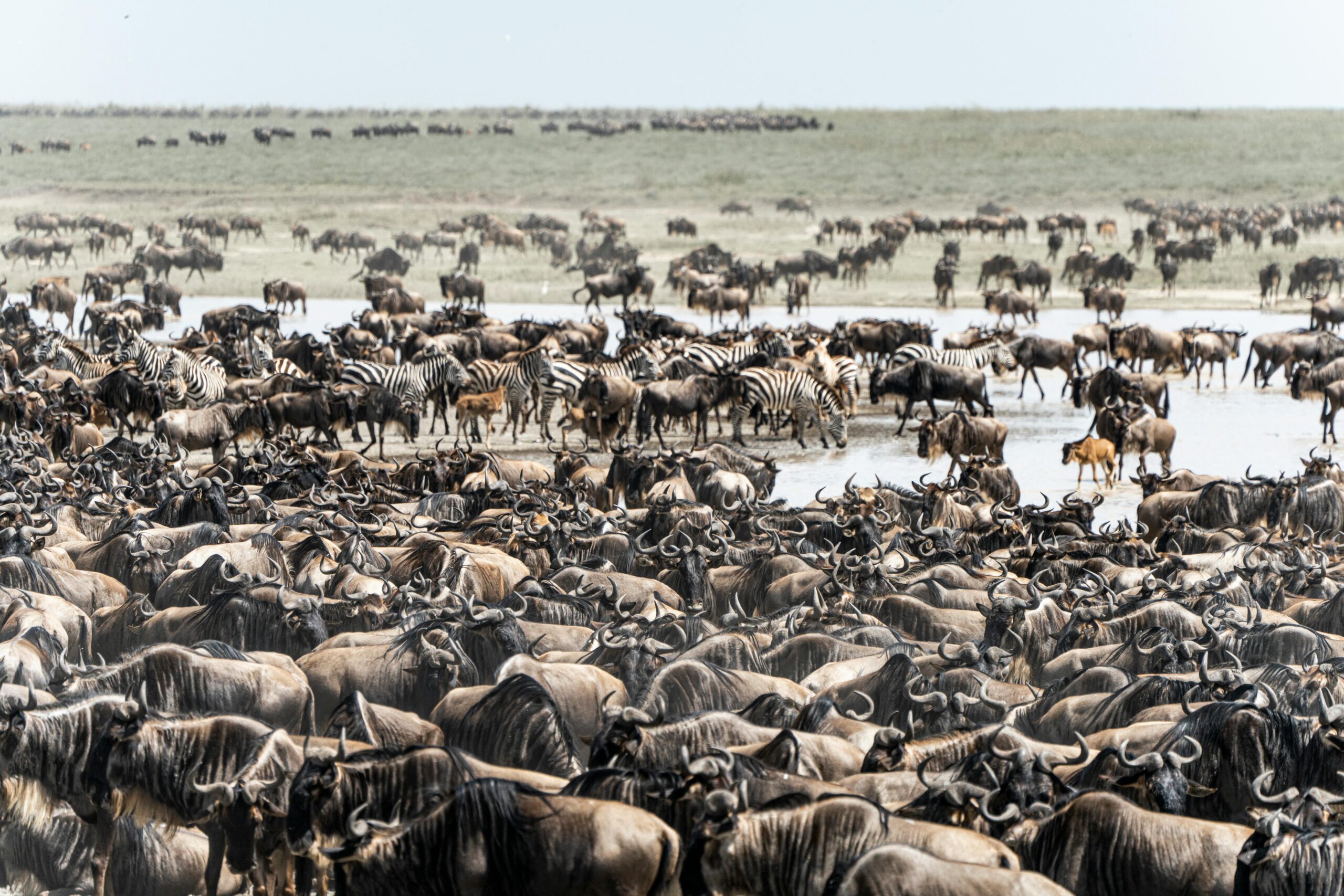 Zebras and wildebeest on the Serengeti plains Tanzania