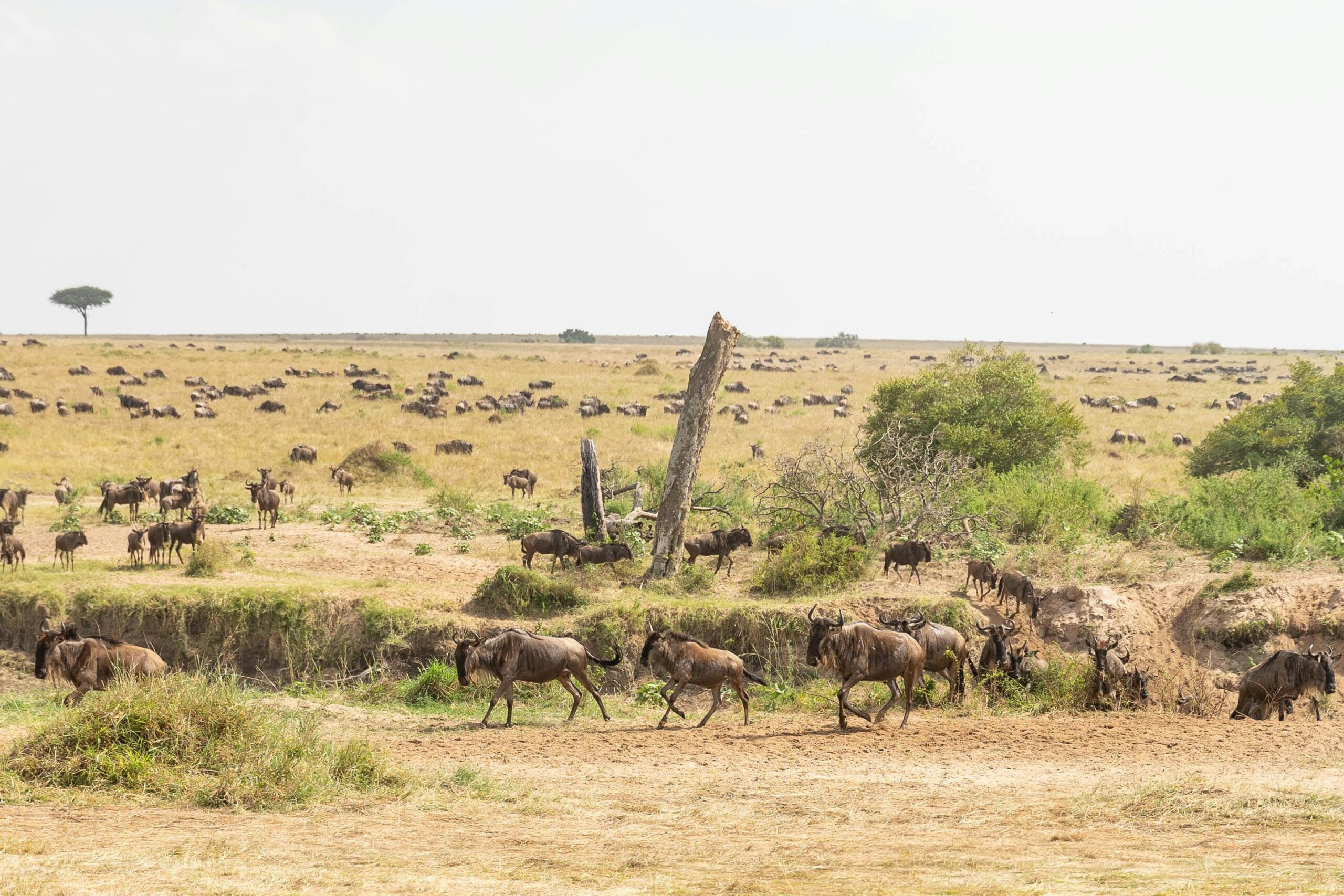 Elephant herd in Tarangire National Park Tanzania